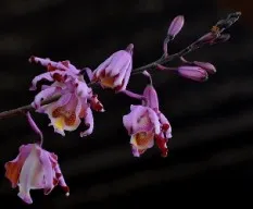 Schomburgkia tibicinis