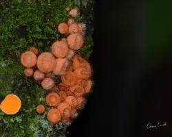 Hongos naranja