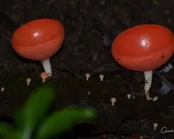Hongos rojos