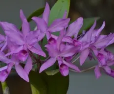 Guarianthe guatemalensis