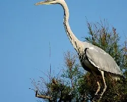 Ardea cinerea