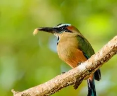 Eumomota superciliosa