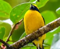 Euphonia luteicapilla
