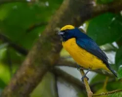 Euphonia luteicapilla