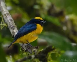 Euphonia luteicapilla