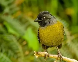 Phainoptila melanoxantha