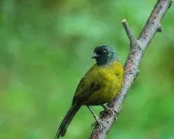 Phainoptila melanoxantha