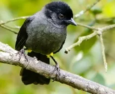 Pselliophorus tibialis