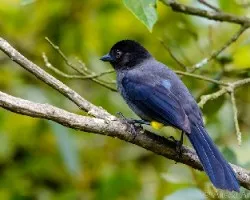 Pselliophorus tibialis