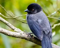 Pselliophorus tibialis