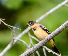 Sporophila torqueola