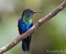 Tharulania colombica