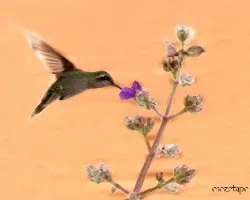 Chlorostilbon lucidus