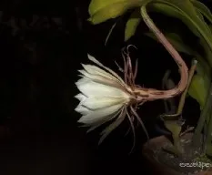 Epiphyllum oxypetalum 