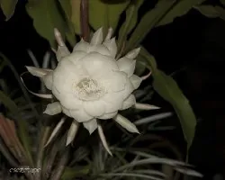 Epiphyllum oxypetalum
