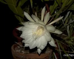 Epiphyllum oxypetalum