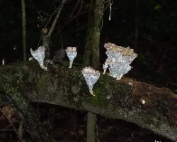 Reto del mes de Enero 2014: Hongos en la Naturaleza