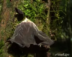 Reto del mes de Enero 2014: Hongos en la Naturaleza