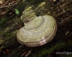 Reto del mes de Enero 2014: Hongos en la Naturaleza