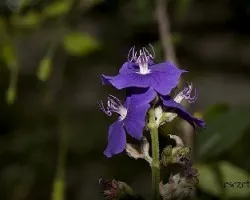 Tibouchina urvilleana