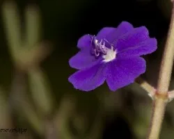 Tibouchina urvilleana