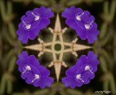 Tibouchina urvilleana