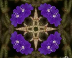 Tibouchina urvilleana