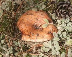 Lactarius deliciosus
