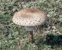 Macrolepiota procera