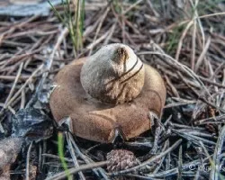 Geastrum fimbriatum