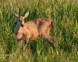 Blastocerus dichotomus