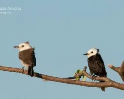 Arundinicola leucocephala