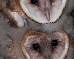 Tyto alba