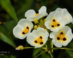 Sagitaria montevidensis