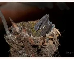 Chlorostilbon lucidus