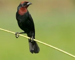 Chrysomus ruficapillus