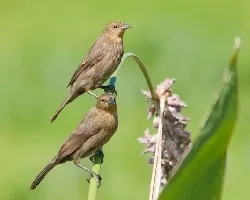 Chrysomus ruficapillus