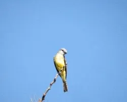 Tyrannus melancholicus