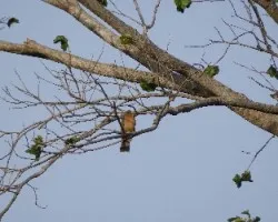 Turdus grayi