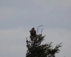 Patagioenas flavirostris