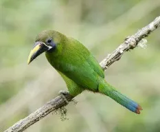 Aulacorhynchus prasinus