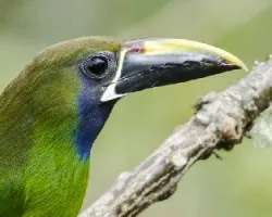 Aulacorhynchus prasinus