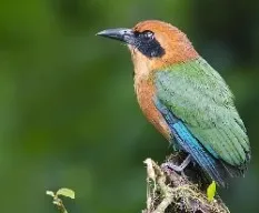 Baryphthengus martii