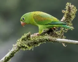 Brotogeris jugularis