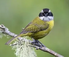 Chlorospingus pileatus