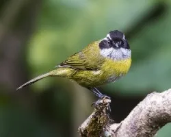 Chlorospingus pileatus