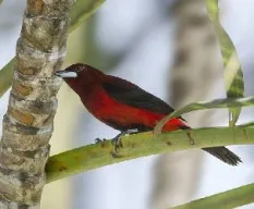 Ramphocelus dimidiatus