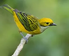 Tangara icterocephala