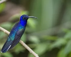 Campylopterus hemileucurus