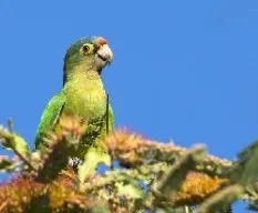 Aratinga canicularis